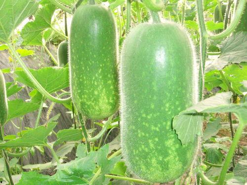 吃瓜网每日大赛 吃瓜爆料大赛每日聚集地,揭秘娱乐圈幕后风云，每日爆料大赛聚集地