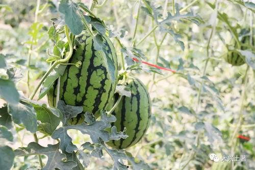 最近比较劲爆的大瓜