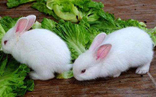 网红大瓜博雅吃瓜视频最全观看 上位by萝卜兔子简介,上位之路，萝卜兔子独家揭秘